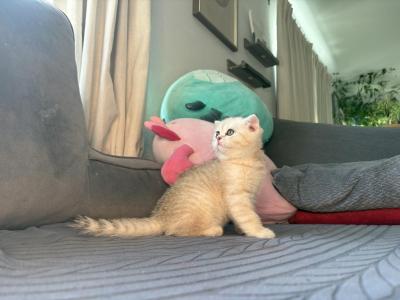 Milo - British Shorthair - Gallery Photo #1