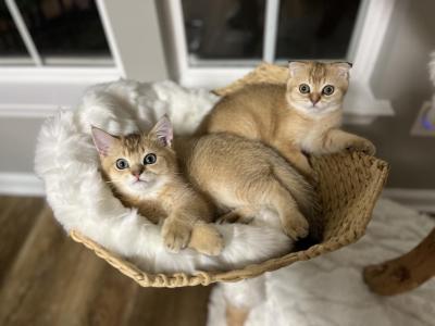 Archie - Scottish Fold - Gallery Photo #1