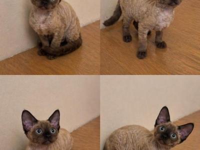 March Babies - Devon Rex - Gallery Photo #1