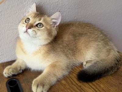 Golden Color Lovely Male Kitten - Scottish Straight - Gallery Photo #1