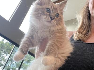 Tigresss - Ragdoll - Gallery Photo #1