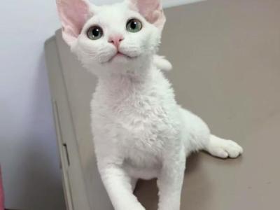 January Babies - Devon Rex - Gallery Photo #1