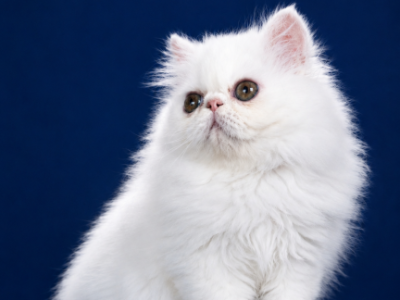 Perl - Persian - Gallery Photo #1