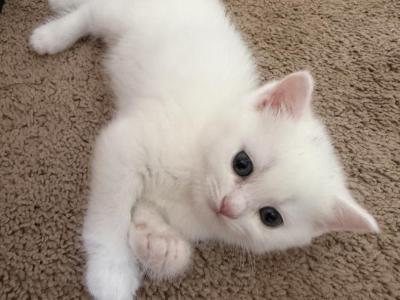 Beautiful Scottish Straight Male Kitten - Scottish Straight - Gallery Photo #1