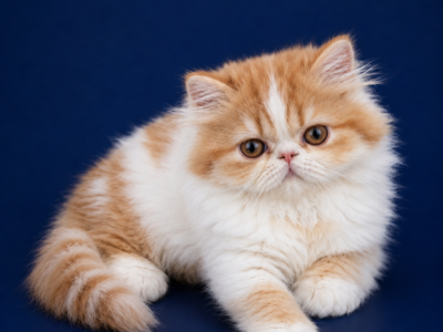 Dora - Persian - Gallery Photo #1