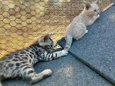 Leo And Babies Kittens - Bengal - Gallery Photo #1