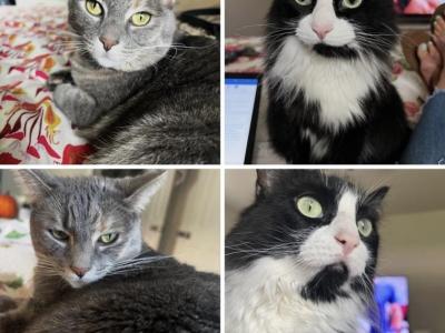 Sissy And Oreo - Domestic - Gallery Photo #1