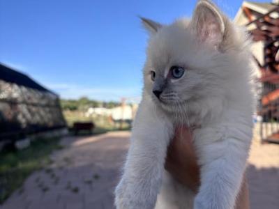 Male Kitten - Siberian - Gallery Photo #1