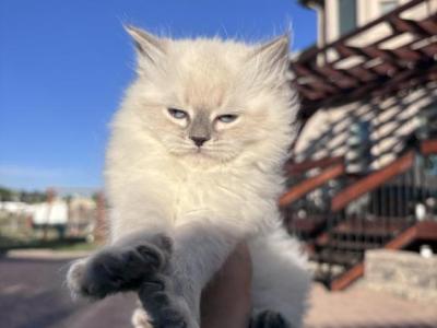 Boy Kitten - Siberian - Gallery Photo #1