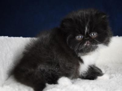 Toby - Persian - Gallery Photo #1