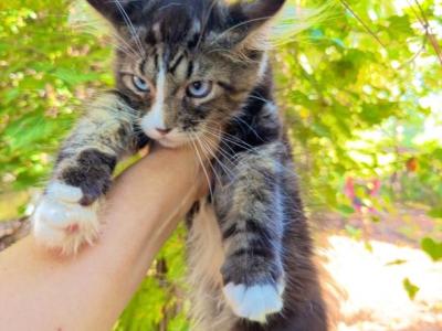 Amazing Kitten Boy For DBE Program - Maine Coon - Gallery Photo #1