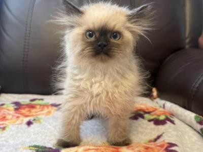 Current Litter - Himalayan - Gallery Photo #1