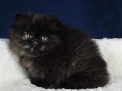 Blair - Persian - Gallery Photo #1