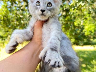 Beautiful Silver Polydactyl Female - Maine Coon - Gallery Photo #1