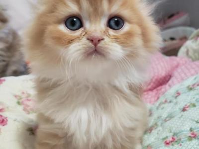 LUXURY SCOTTISH FOLDS - Scottish Fold - Gallery Photo #1
