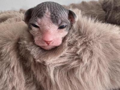Star Sphynx - Sphynx - Gallery Photo #1