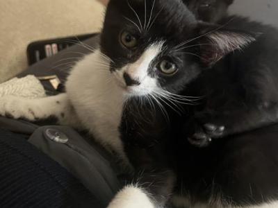 Pepe - Domestic - Gallery Photo #1