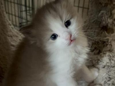 Mochi - Ragdoll - Gallery Photo #1