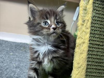 Laila - Maine Coon - Gallery Photo #1