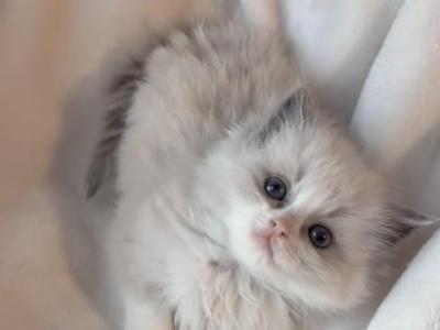 TICA Blue Bicolor Bentley - Ragdoll - Gallery Photo #1