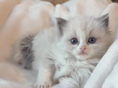 TICA Blue Bicolor Royce - Ragdoll - Gallery Photo #1