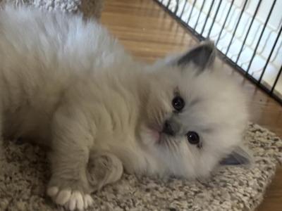 Luna - Ragdoll - Gallery Photo #1