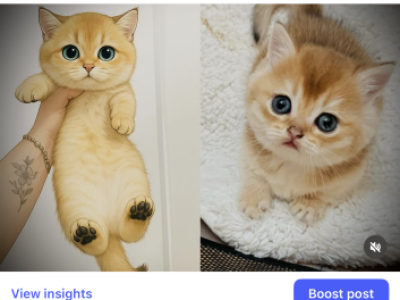 British Golden Kittens - British Shorthair - Gallery Photo #1