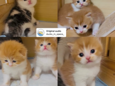 Scottish Folded Straight - Scottish Fold - Gallery Photo #1