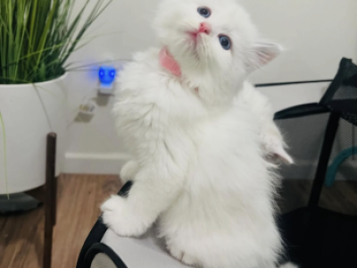 Ragdoll Kittens - Ragdoll - Gallery Photo #1