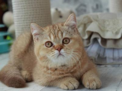 Batonchik - British Shorthair - Gallery Photo #1