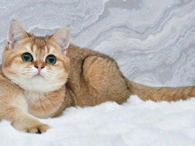 Batonchiks - British Shorthair - Gallery Photo #1