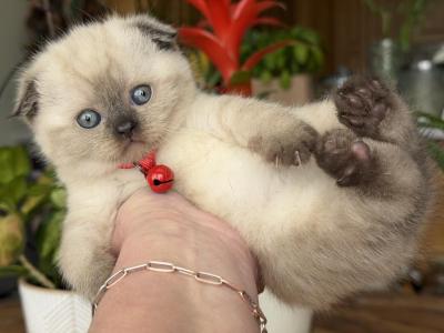Portland Alisha Scottish Fold Kitty - Scottish Fold - Gallery Photo #1
