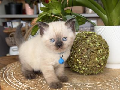 Portland Allen Scottish Straight Kitten - Scottish Straight - Gallery Photo #1