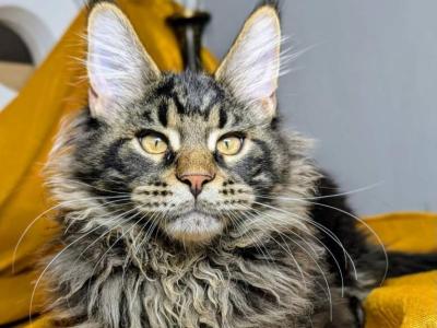 Urman - Maine Coon - Gallery Photo #1