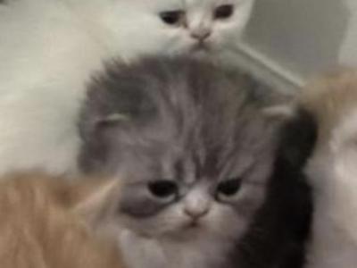 Persian Kittens - Persian - Gallery Photo #1