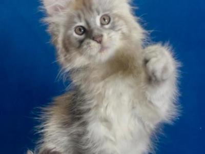Bummer - Maine Coon - Gallery Photo #1