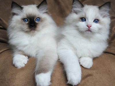 Barbie - Ragdoll - Gallery Photo #1