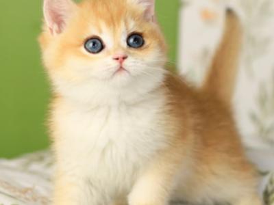 Raimo - British Shorthair - Gallery Photo #1