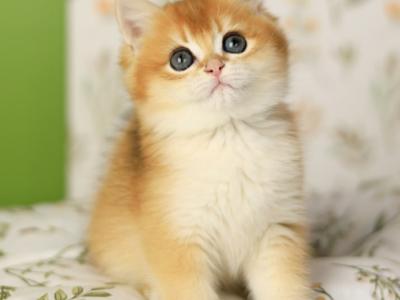 Rey - British Shorthair - Gallery Photo #1