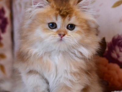 Frida - British Shorthair - Gallery Photo #1