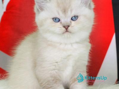 Sunny - British Shorthair - Gallery Photo #1