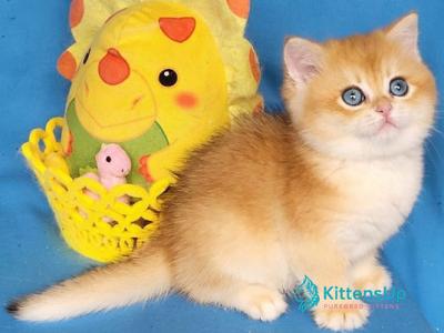 Xenon - British Shorthair - Gallery Photo #1