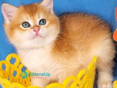 Xenon - British Shorthair - Gallery Photo #1