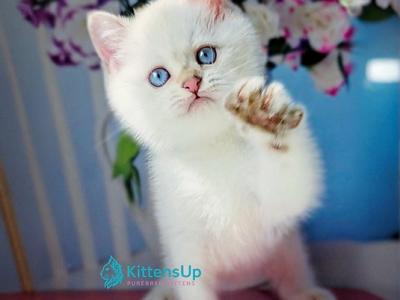 Diana - British Shorthair - Gallery Photo #1