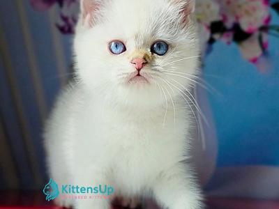 Diana - British Shorthair - Gallery Photo #1