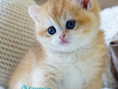 Dale - British Shorthair - Gallery Photo #1