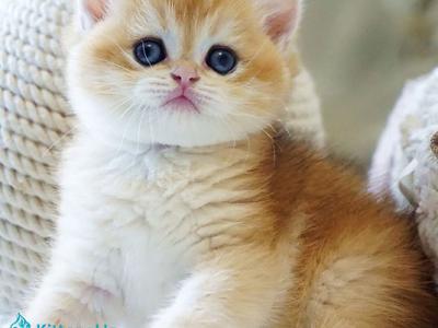 Dale - British Shorthair - Gallery Photo #1