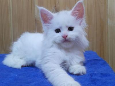 Annabelle - Maine Coon - Gallery Photo #1