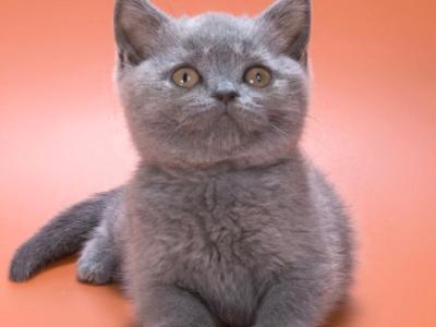 Baffi - British Shorthair - Gallery Photo #1