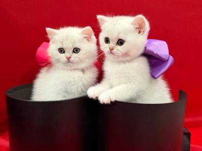 British Shorthair Chinchilla Female - British Shorthair - Gallery Photo #1